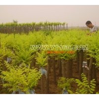 出售低杆金叶槐