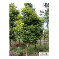 成都低价苗木天竺桂米径：15-18公分
