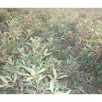 供应杜英苗木