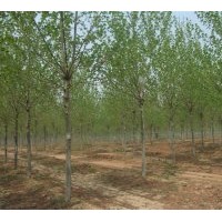 实生定杆两年冒造型法桐