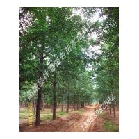供应12-30公分优质银杏、法桐、石榴等绿化苗木