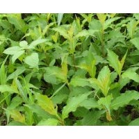 供应红王子锦带床苗