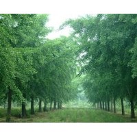 专供银杏树