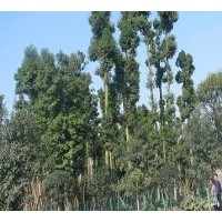 供成都桢楠 楠木 小叶楠