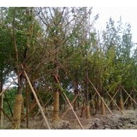 低价销售银杏树