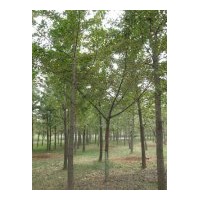 供应各种银杏树，绝对现货