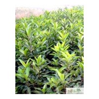 大量批发法国冬青绿篱苗木