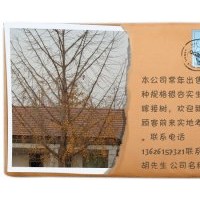 银杏树最新价格