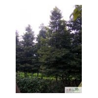 供应桢楠 苗圃桢楠