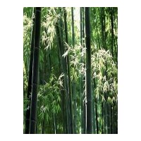 成都工程苗木楠竹 成都灌木楠竹