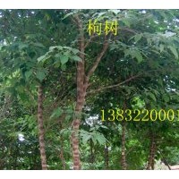 供河北枸树