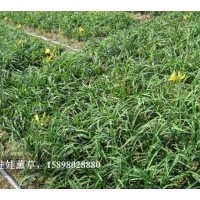 供应蓝叶忍冬，扦插母树条，金娃娃熏草。