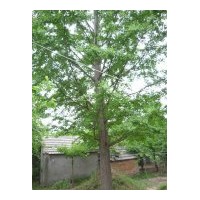 常年对外出售米径2--120公分银杏实生苗木