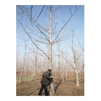 常年经营银杏苗木