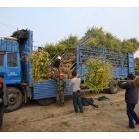 河北保定彩叶苗木基地