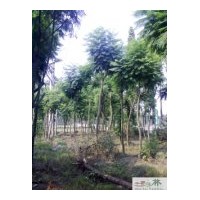成都蓝花楹工程苗木供应