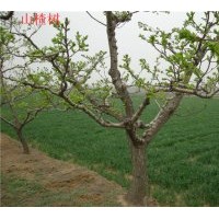 供应各种绿化苗木：金叶女贞、红叶小檗、大小叶黄杨、小叶女贞