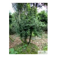 成都石榴工程苗木