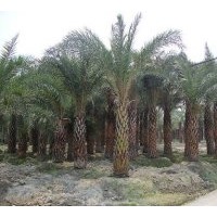 供成都银海枣工程苗木