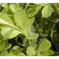 供应小叶黄杨 瓜子黄杨 豆瓣黄杨 苗圃苗