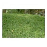 出售丹麦草 草本科