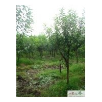 供应碧桃 工程苗木碧桃