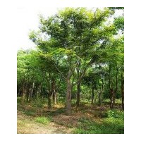 成都榉树 工程苗木榉树 苗圃榉树