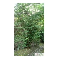 供应成都腊梅 如何购买腊梅 成都低价苗木腊梅