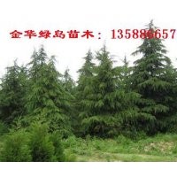 出售雪松