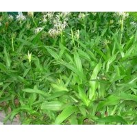 成都低价供应文殊兰 高度：50-60公分