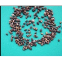 供应湿地松种子