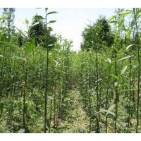 大量销售美国竹柳