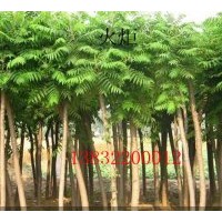 出售 火炬，千头椿，栾树，五角枫等