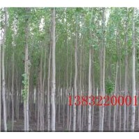供应毛白杨|五角枫|栾树