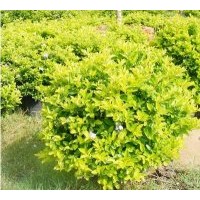 成都低价苗木黄连翘20-25公分