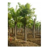 供应山茱萸3到35公分 低价销售白玉兰种子大量