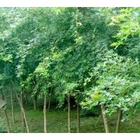 供应湖北枸骨 红果冬青 大叶女贞 刺冬青 榔榆