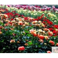 成都低价苗木蔷薇长：70-80公分