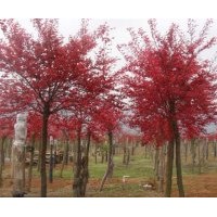 供应红枫 树高2—4米