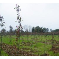基地供应红叶石楠苗一百万棵!6-10的单性木兰五千棵!