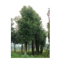 四川成都温江郫县供应12的香樟