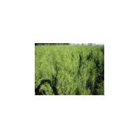 低价出售侧柏 白皮松 油松 华山松