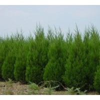 供应蜀桧、蜀桧床苗、江苏蜀桧、蜀桧价格播报