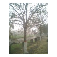 本基地常年供应国槐，青桐，法桐，孪树，合欢(蓉花)，龙爪槐，白