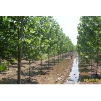 供应1--30CM法国梧桐 速生法桐 造型法桐