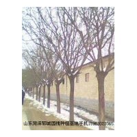 专营；大规格，国槐，青桐，法桐，孪树，合欢（蓉花），龙爪槐