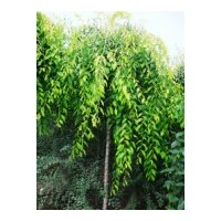 供应速生杨 毛白杨 千头椿 速生柳 速生白蜡