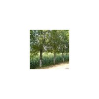 供1-33千头椿,臭椿,白腊,合欢,柳树,毛白杨.法桐