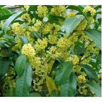 供应大桂花（移植金桂）