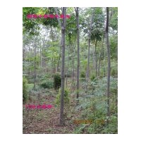 鄢陵栾树 国槐 白蜡 青桐 大叶女贞 红叶李 河南桧